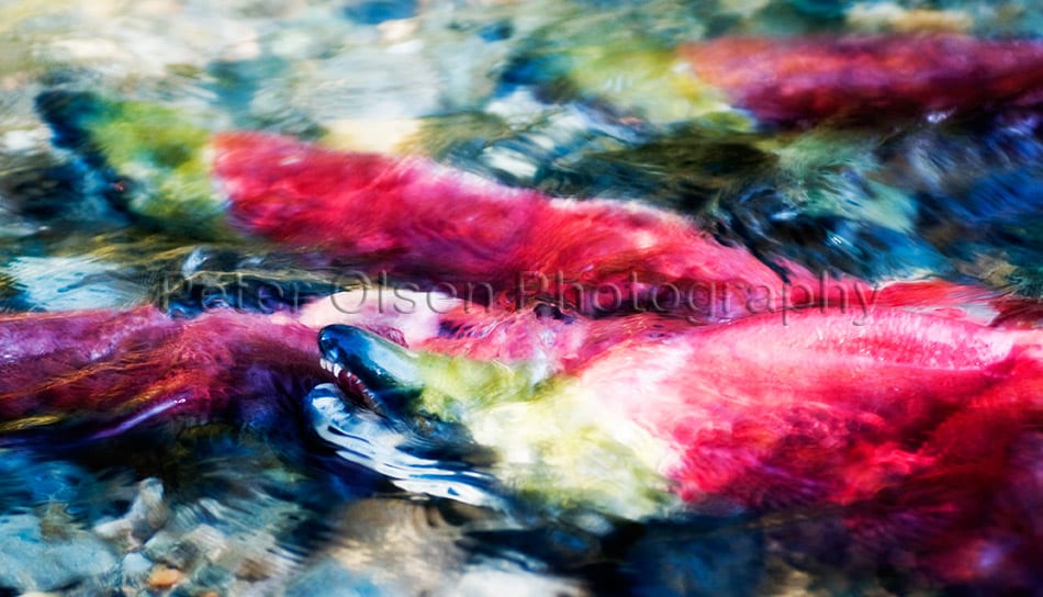 Kamloops Abstract Photography - 47