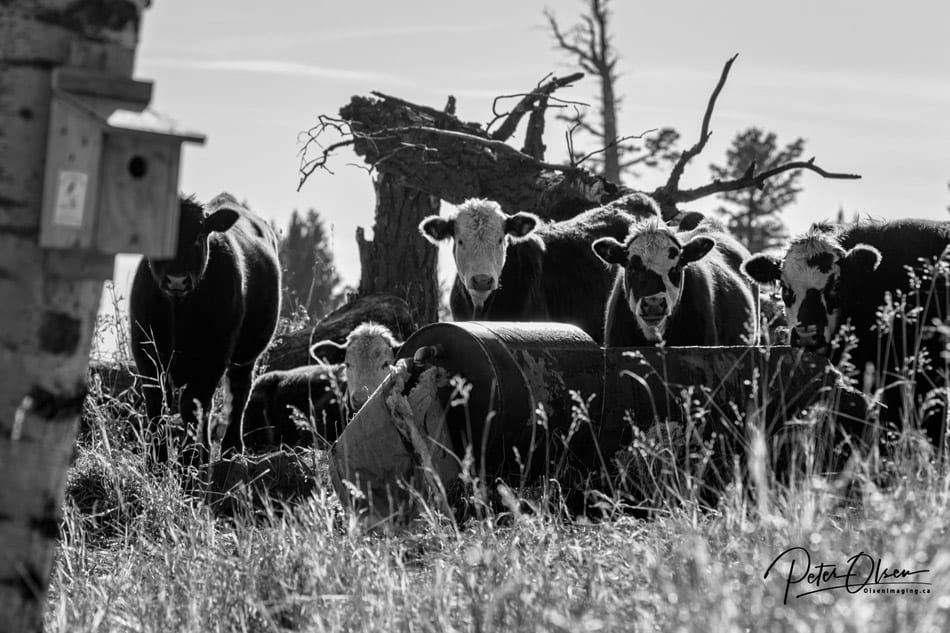 Kamloops grayscale photo of cows and tall grass with flowers