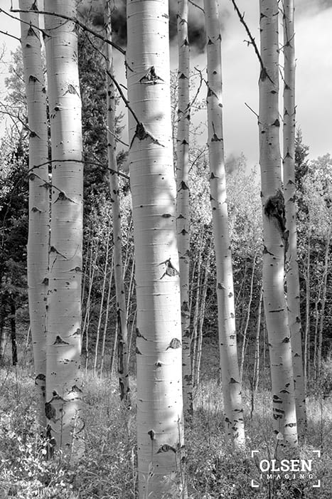 Kamloops birch trees black and white