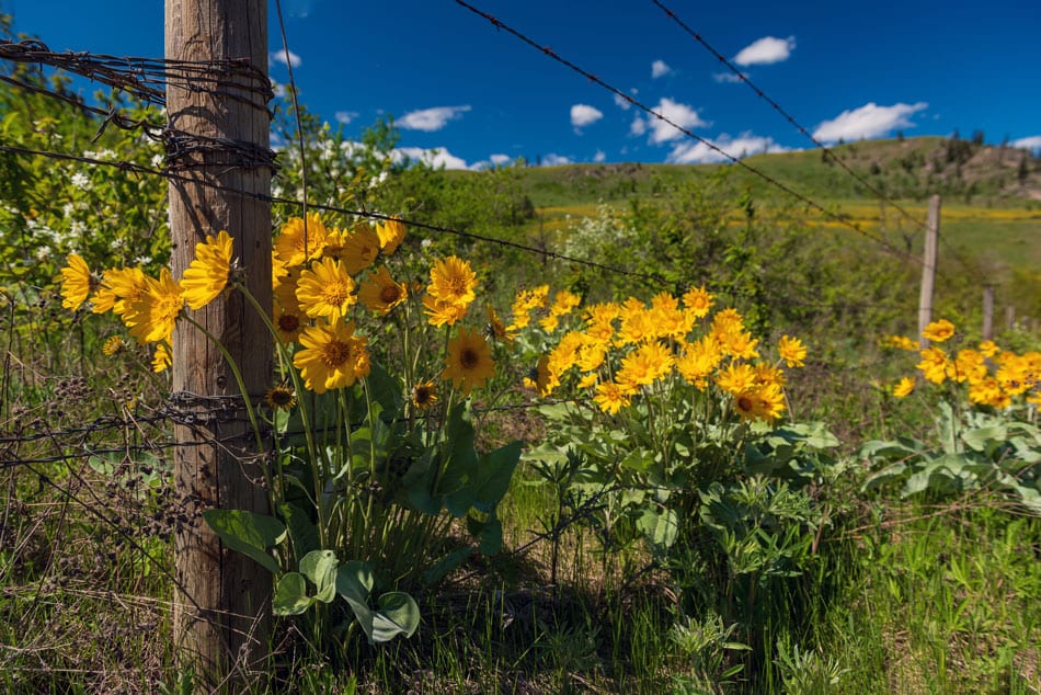 Kamloops Flora yellow flowers and wooden pole with barbs