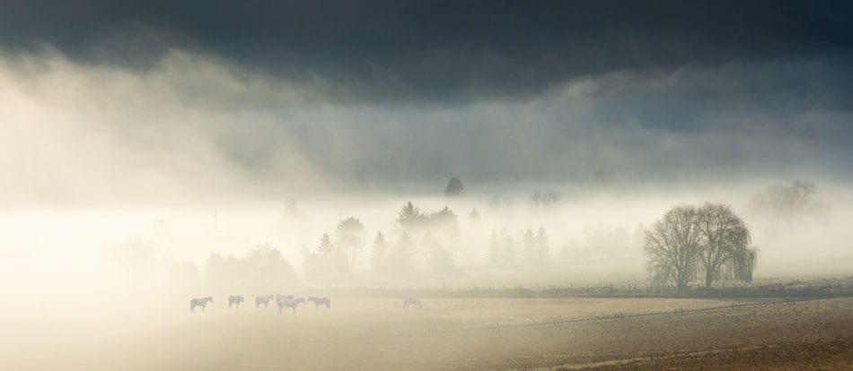 Kamloops rural life foggy field with horses grazing and trees