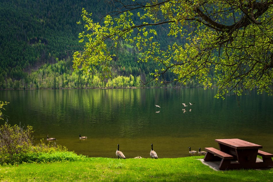 Kamloops rural life large lake with Canadian geese and wooden bench with trees