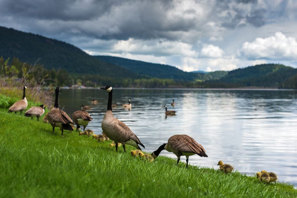 Kamloops rural life grassy field and lake with Canadian geese and goslings