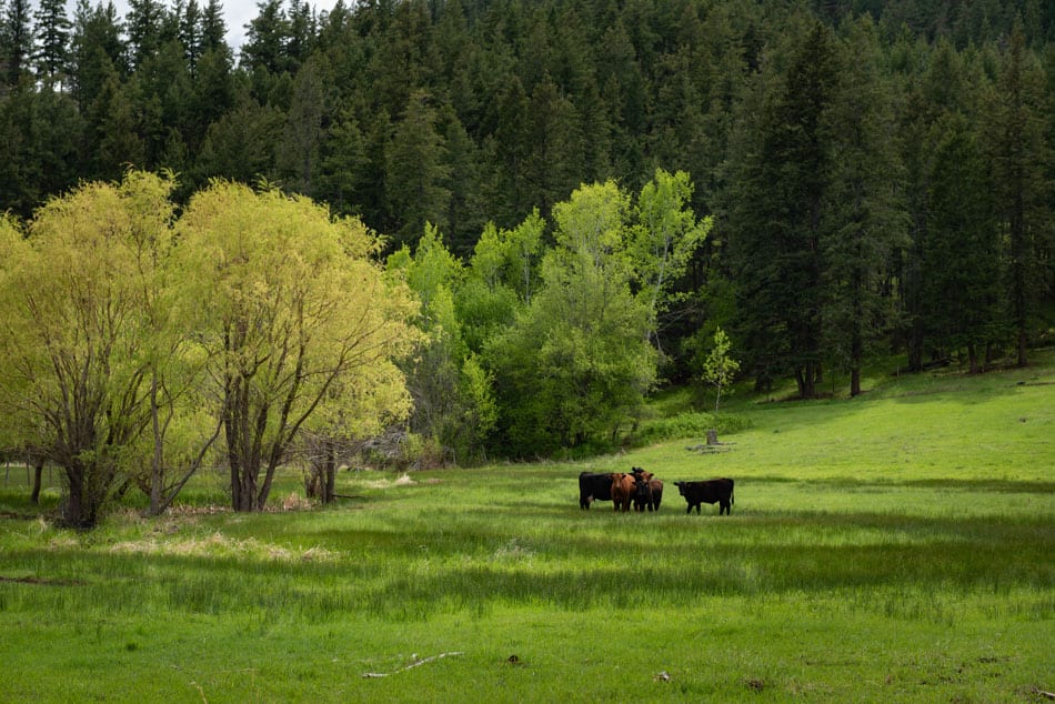Kamloops rural life cows grazing in a field with trees and a large forest