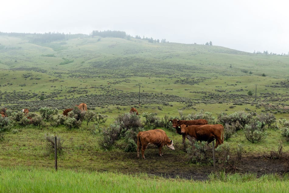 Kamloops rural life group of brown cows grazing in a field with a white sky and fog