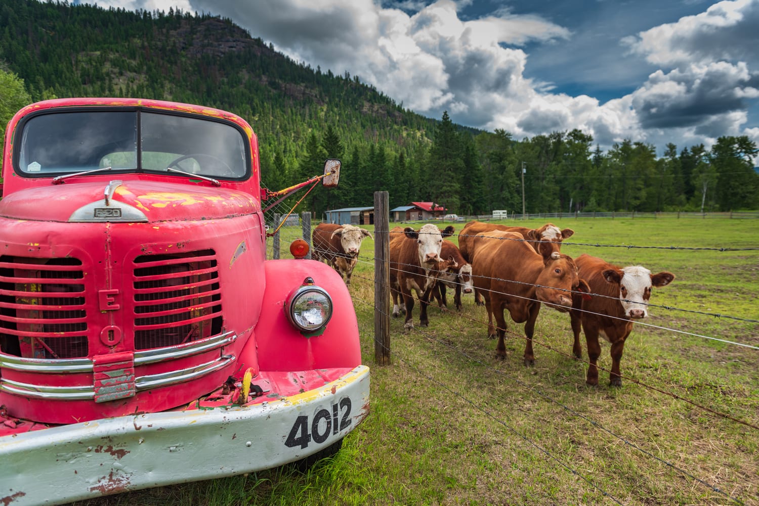 Kamloops rural life red tractor with barbed wire fence and cows