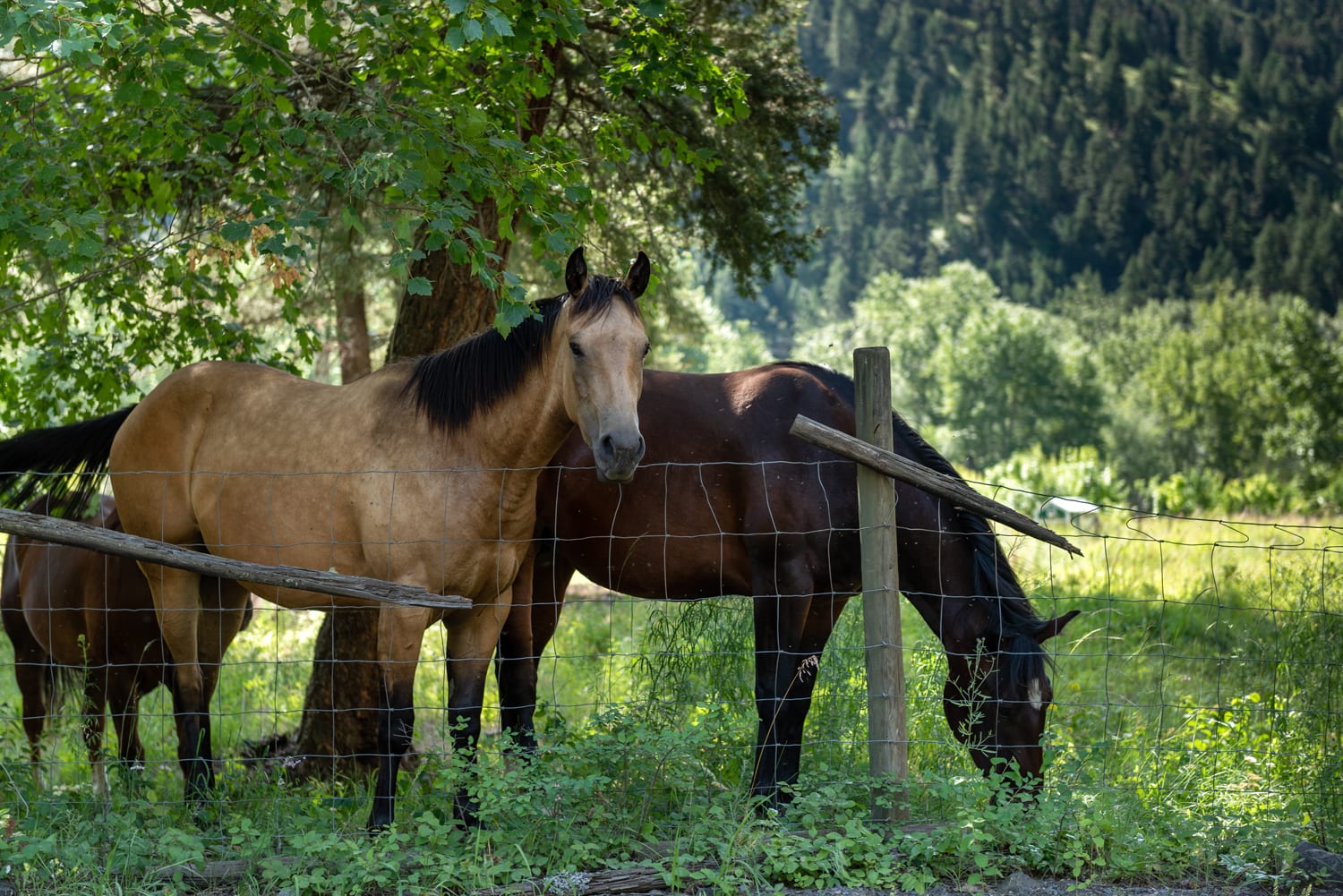 Kamloops rural life of horses grazing in a field with trees