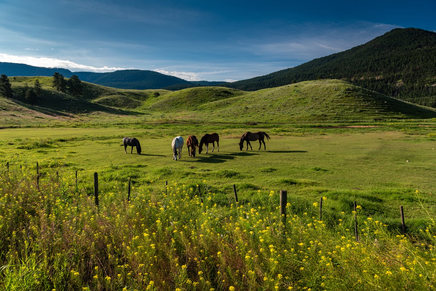 Kamloops rural life with horses in a grassy field with hills and mountains and wildflowers