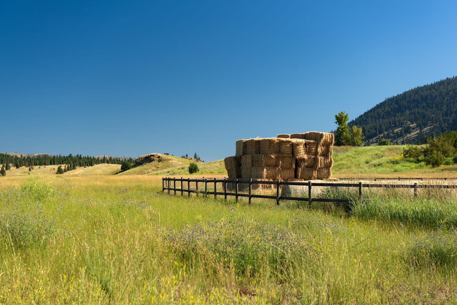 Kamloops rural life tall hay bales stacked on top of one another with tall green grass