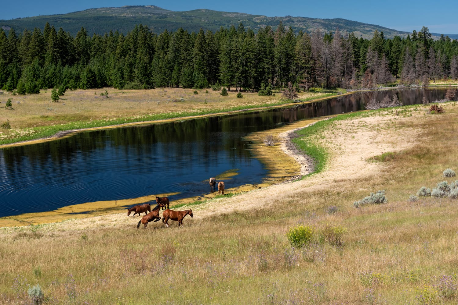 Kamloops rural life fields with river and tall trees with horses