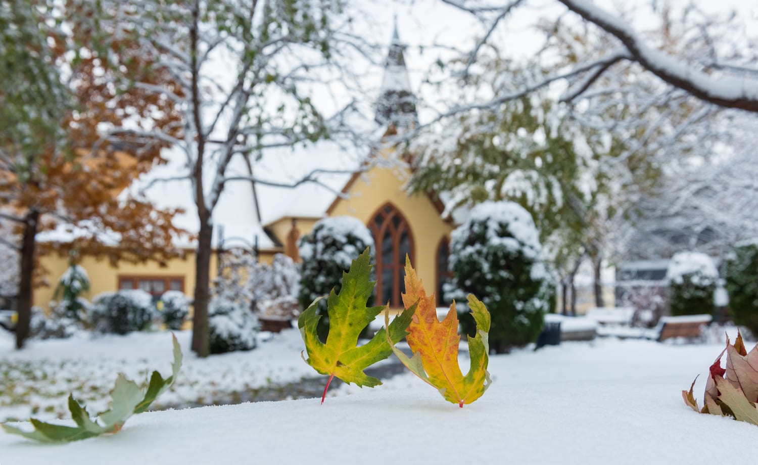 Kamloops Other two maple leaves standing in the snow with a chapel in the background
