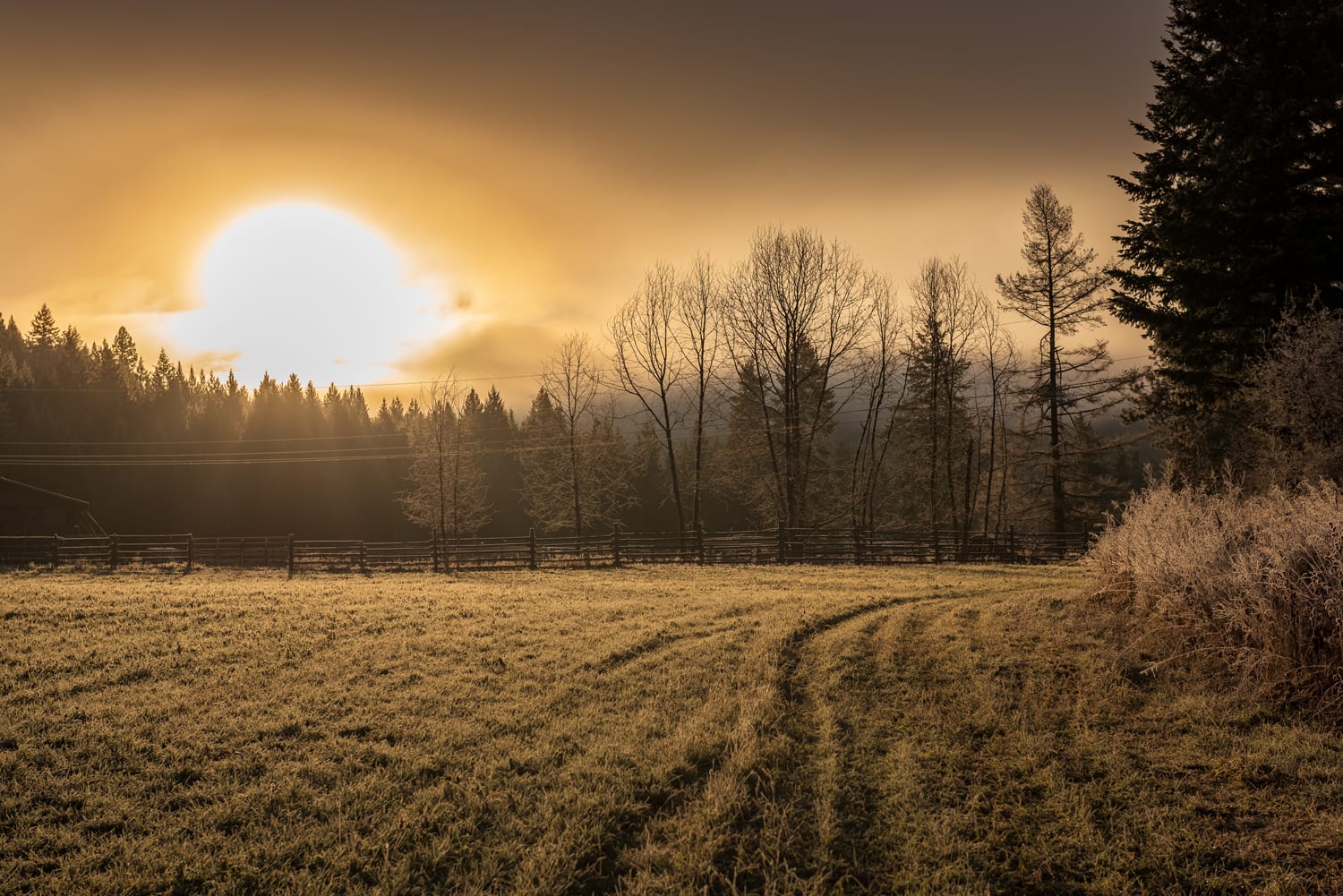 Kamloops rural life sunrise over fields with tall trees in a forest