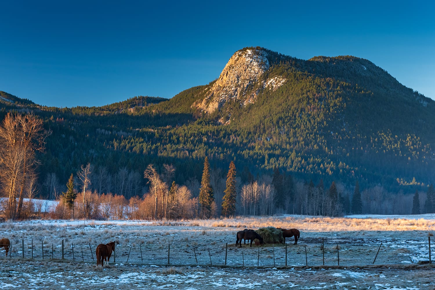 Kamloops rural life grassy fields with horses and trees with mountain