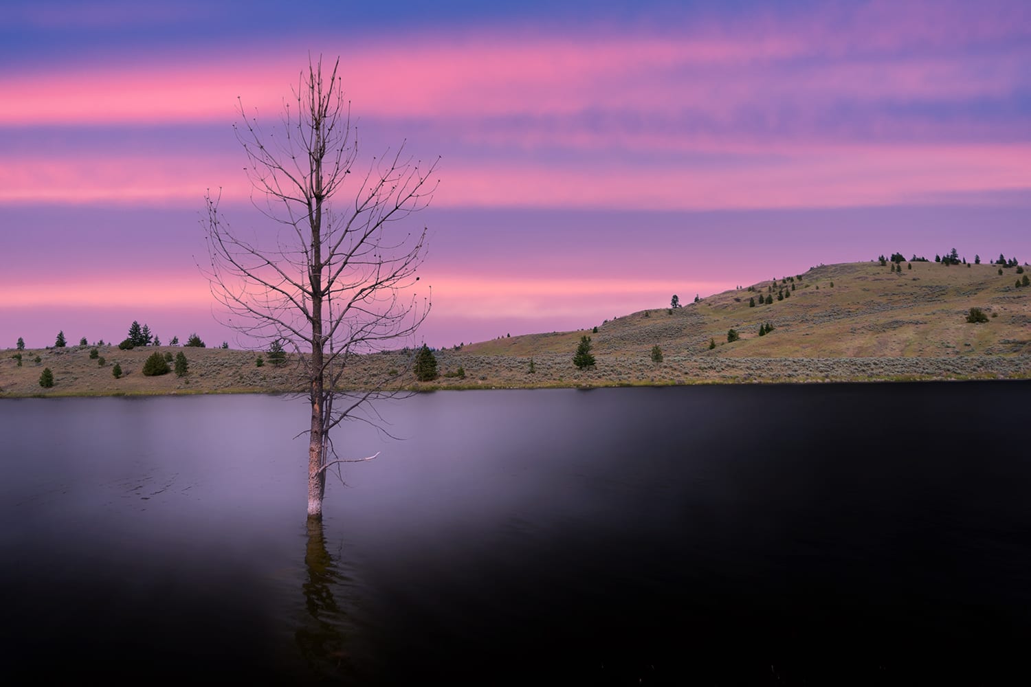 Kamloops Landscape blue and pink sky with a large tree in the middle of a lake with mountain