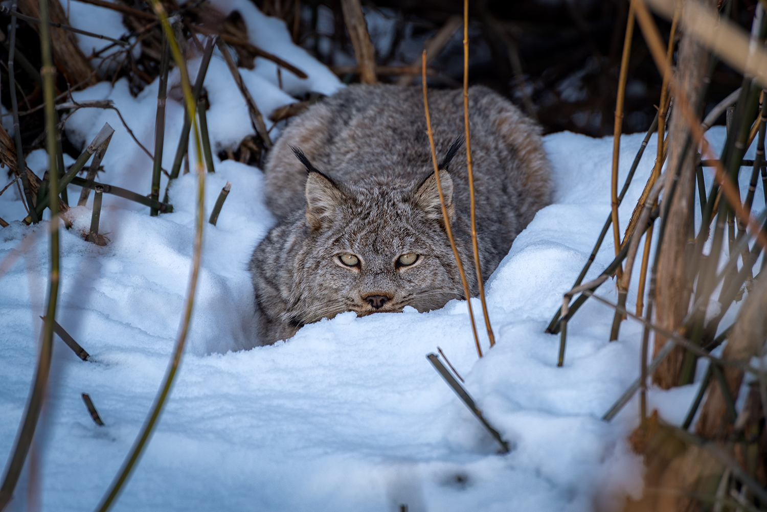 Kamloops Fauna wildcat in the snow