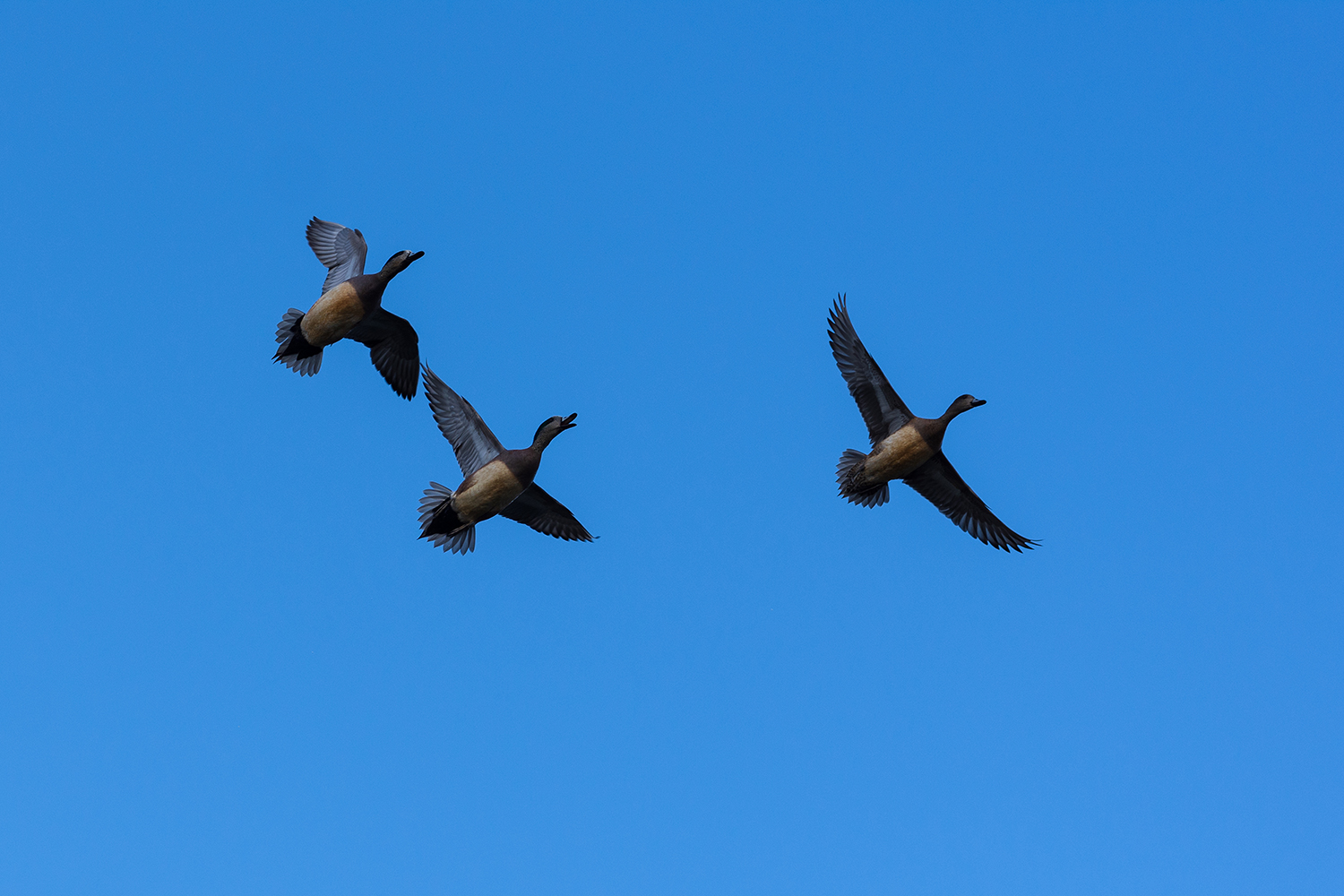 Kamloops Fauna ducks flying in the sky