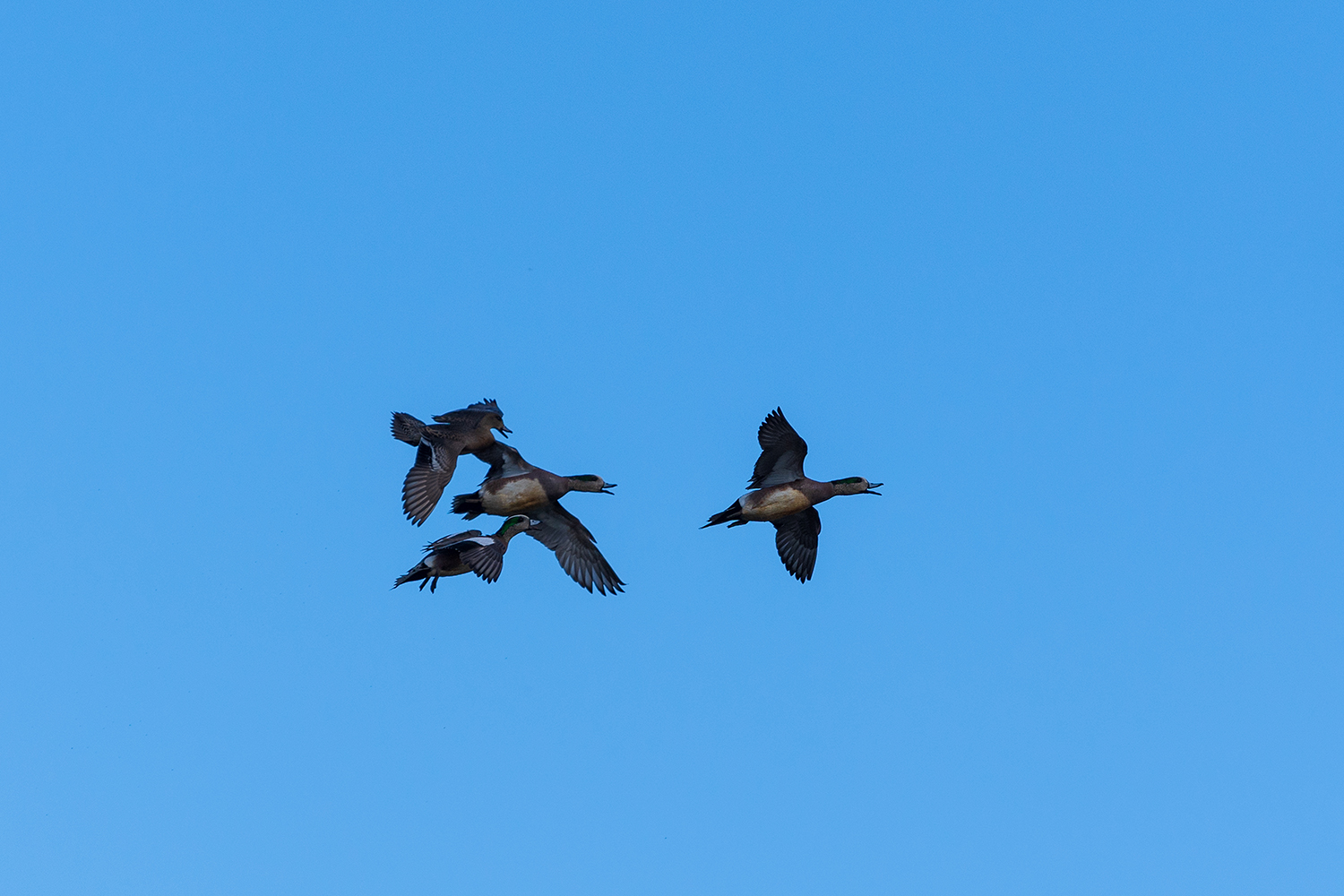 Kamloops Fauna four ducks flying in formation
