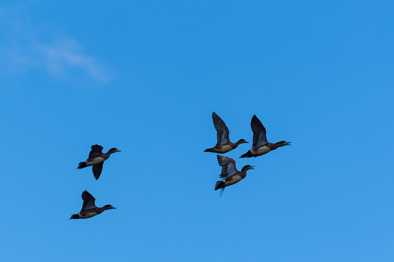 Kamloops Fauna five ducks flying