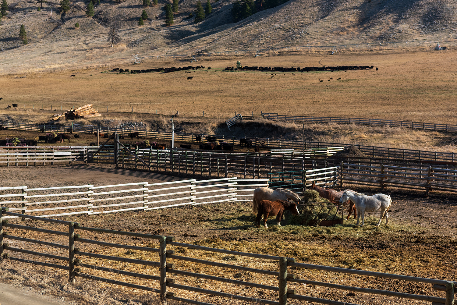 Kamloops rural life ranch with ponies and fences in a circle