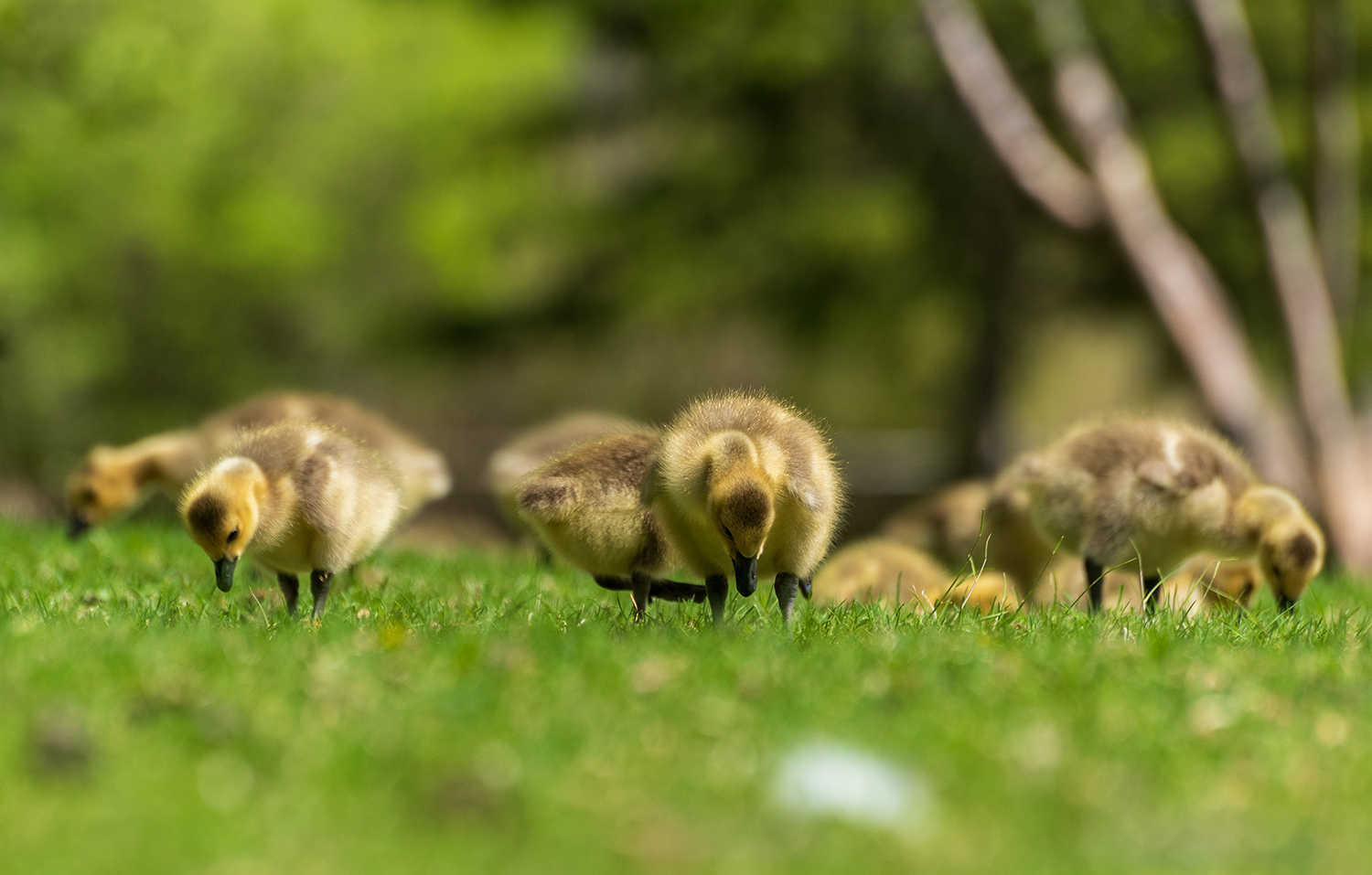 Kamloops Fauna cute ducklings looking for food in the grass