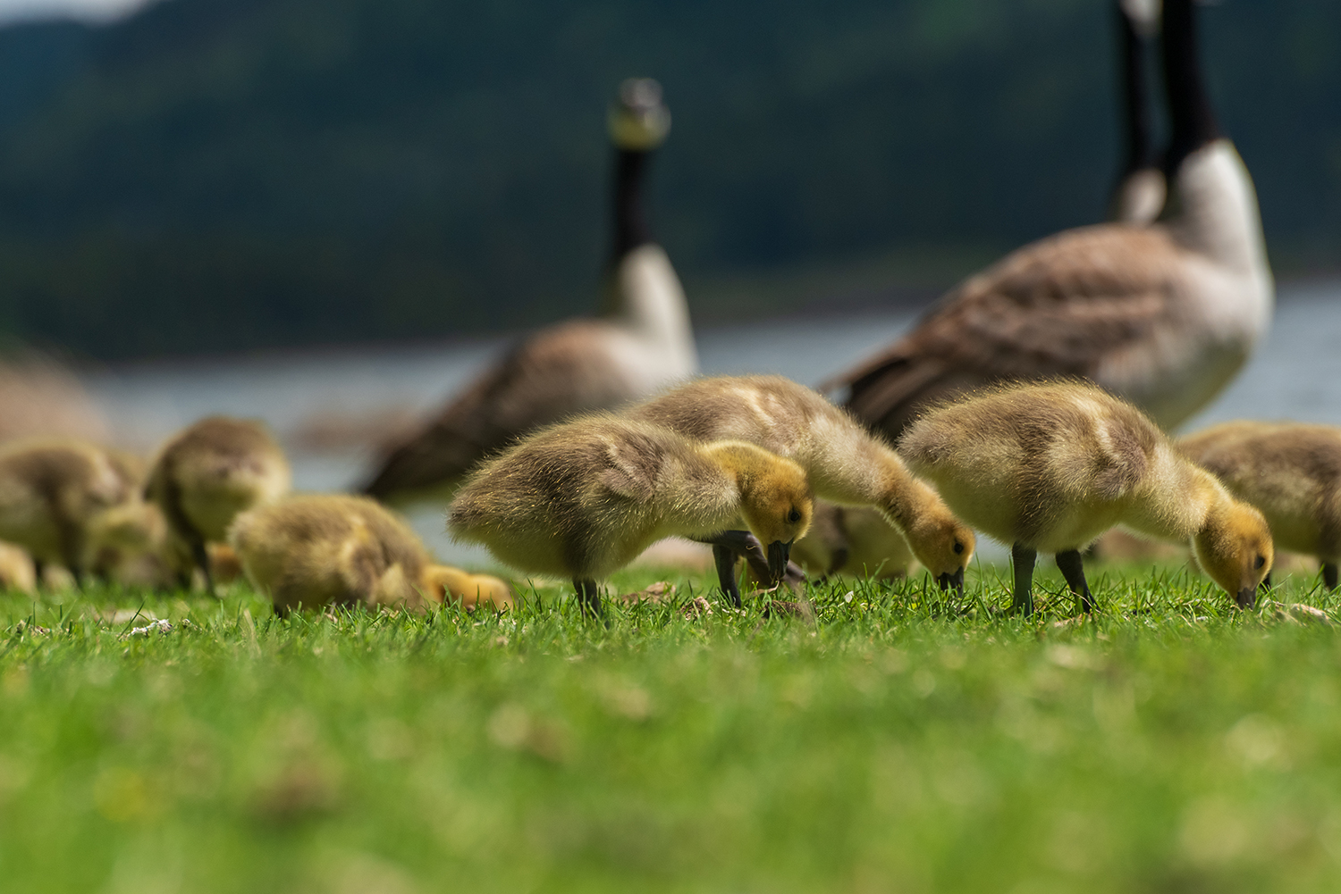 Kamloops Fauna closeup of Canadian goslings with full-grown geese in the background