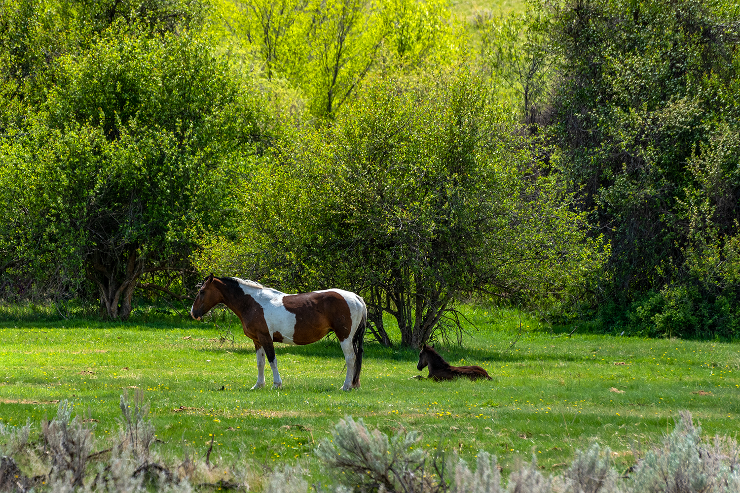 Kamloops rural life horses with trees and plants