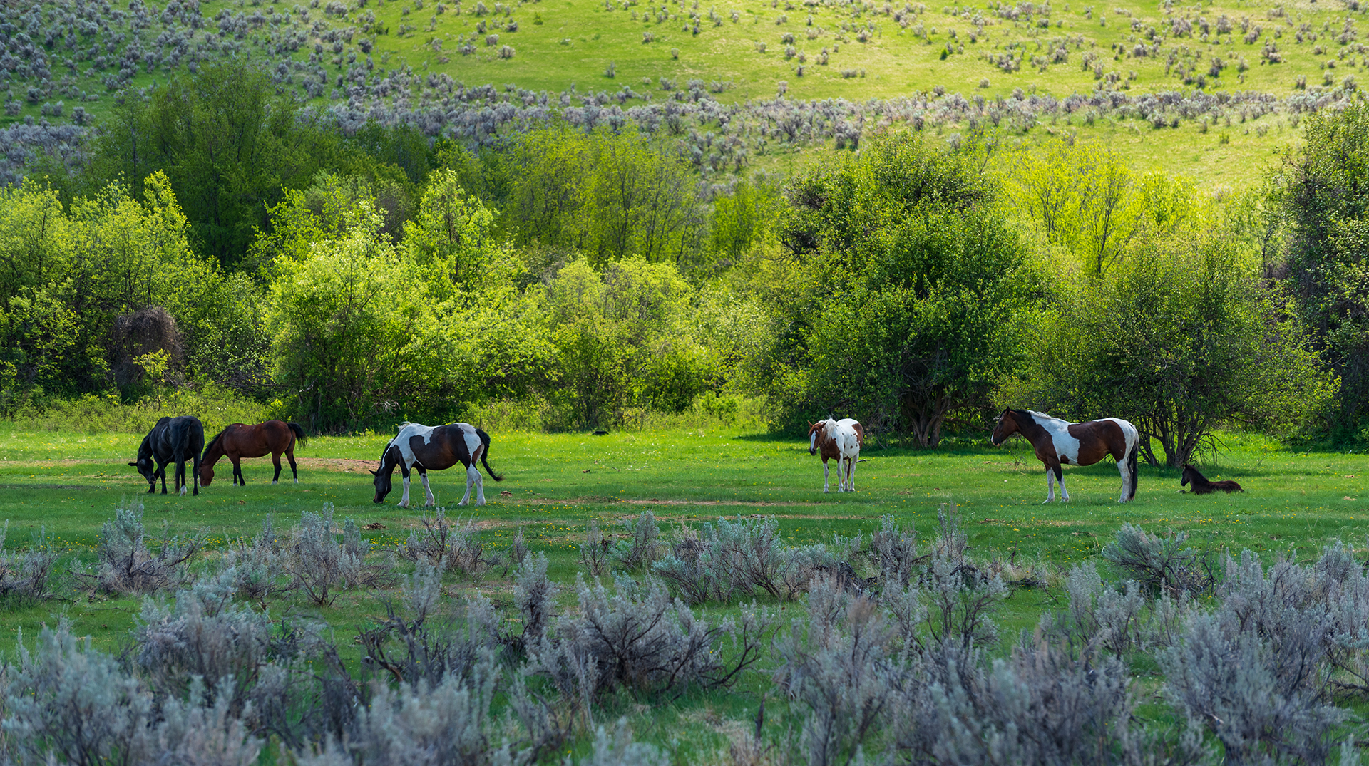 Kamloops rural life horses grazing in a field with plants and big trees