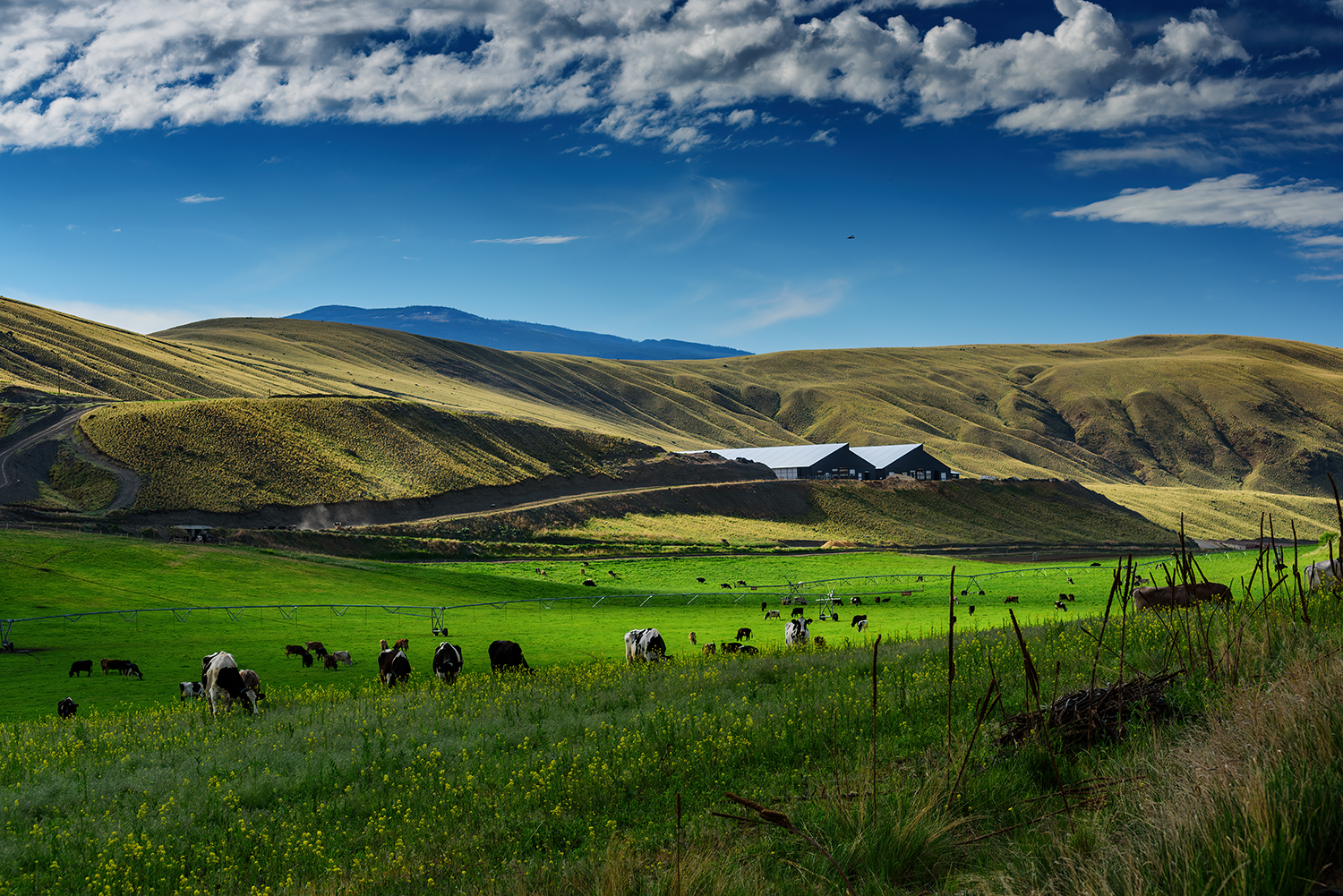 Kamloops Landscape green landscape with clouds and blue sky with cows