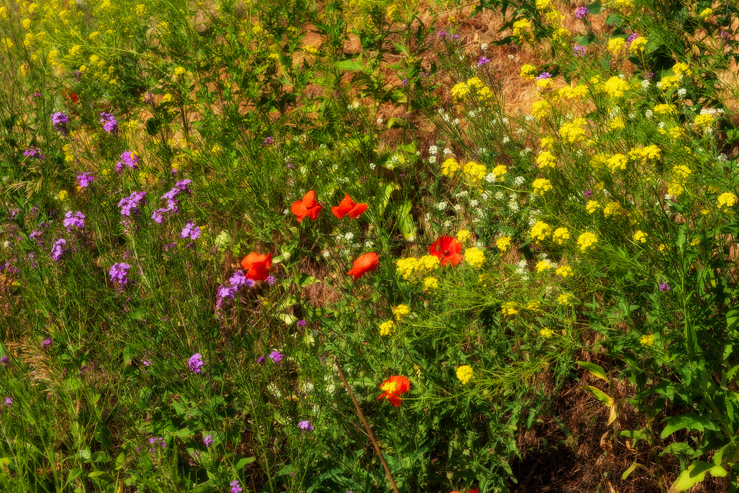 Kamloops Flora red violet and yellow flowers
