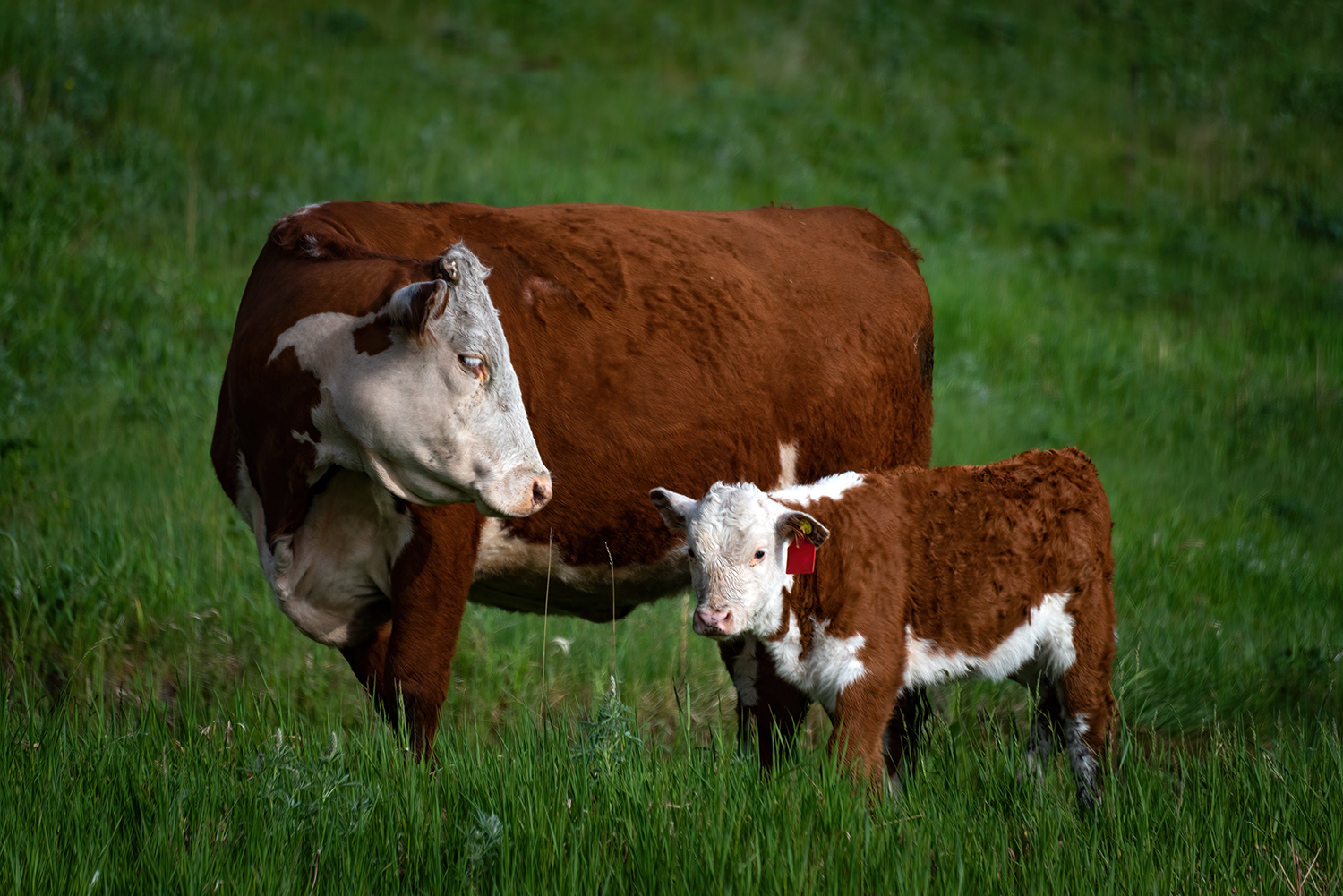 Kamloops rural life brown and white cow with calf and tall grass