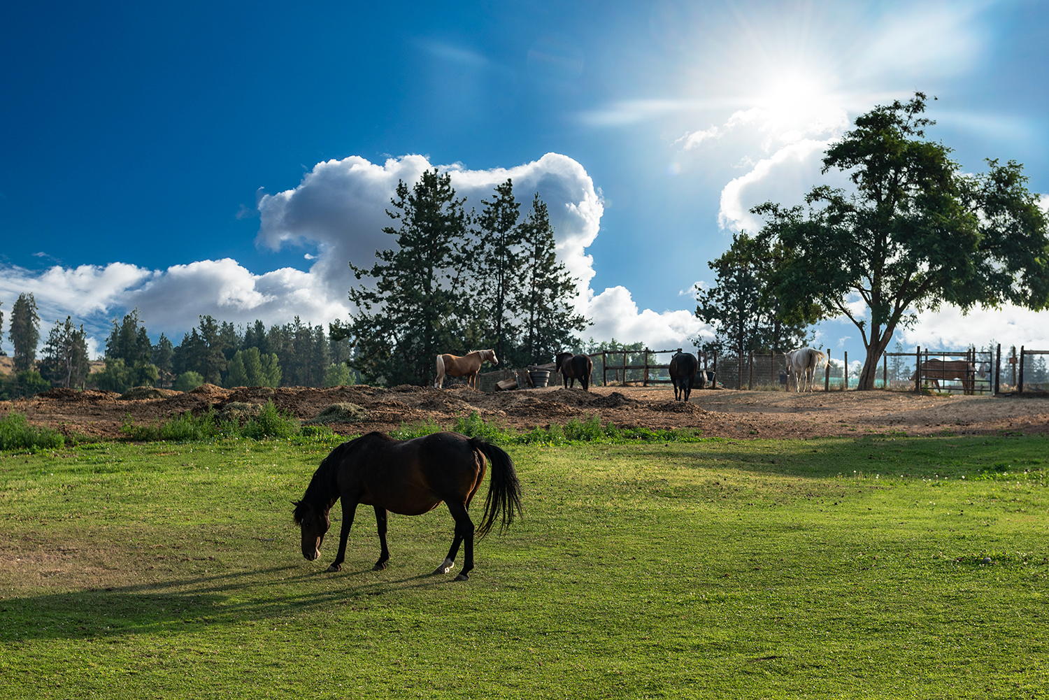 Canada white clouds with bright sun and grazing horse with grass