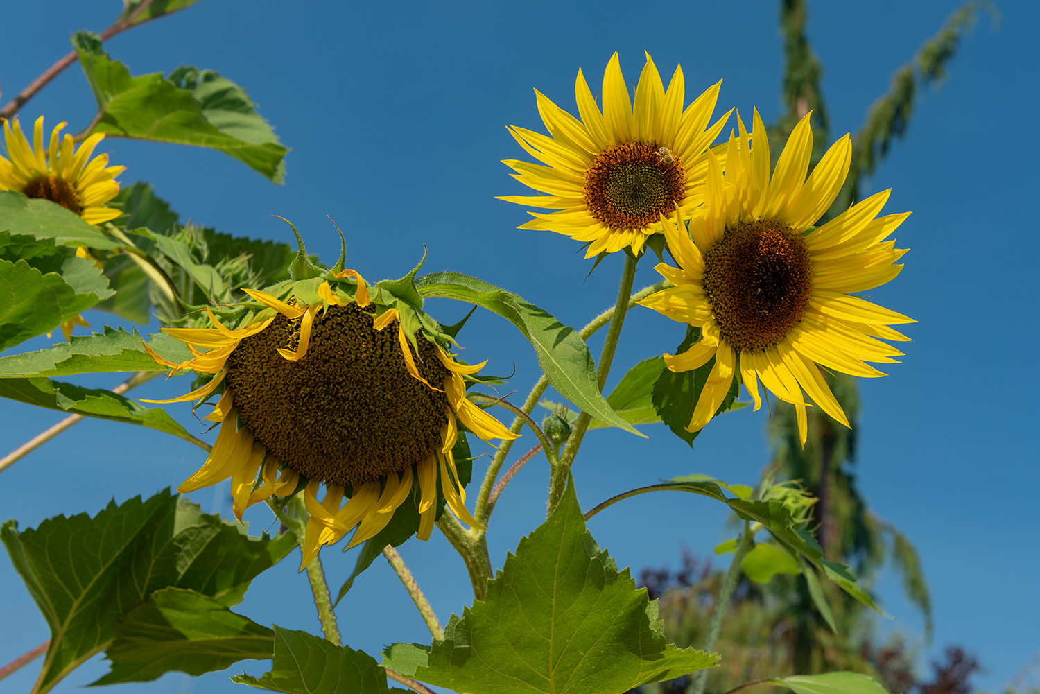 Kamloops Flora four sunflowers with rich green leaves