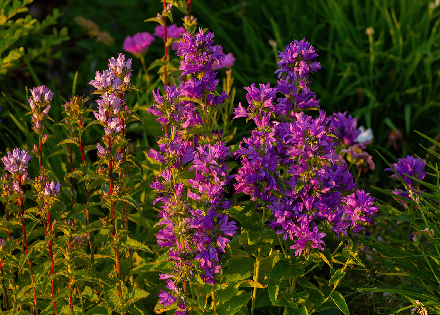 Kamloops Flora bright purple flowers with green leaves