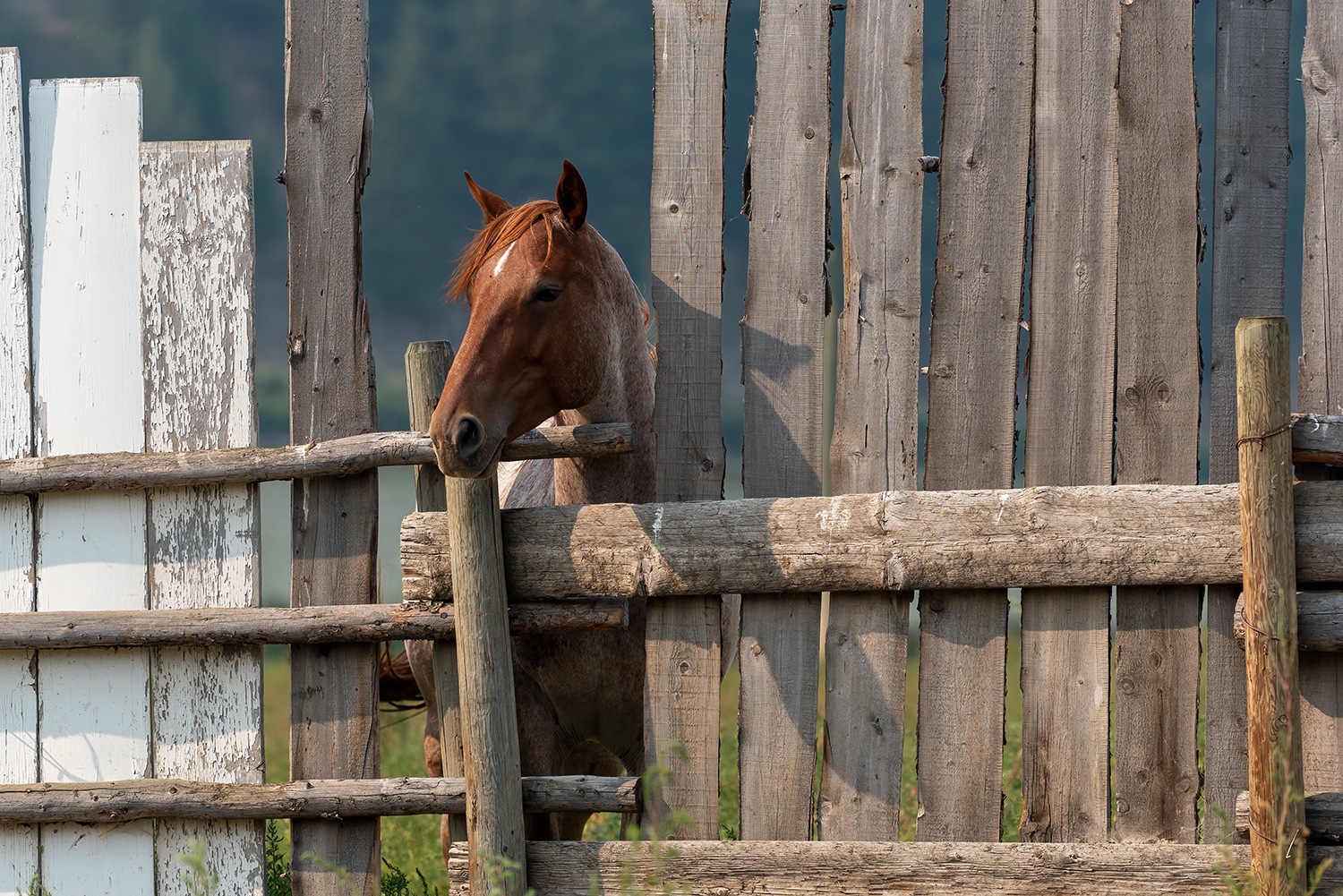 Kamloops Fauna horse sticking head through wooden fence
