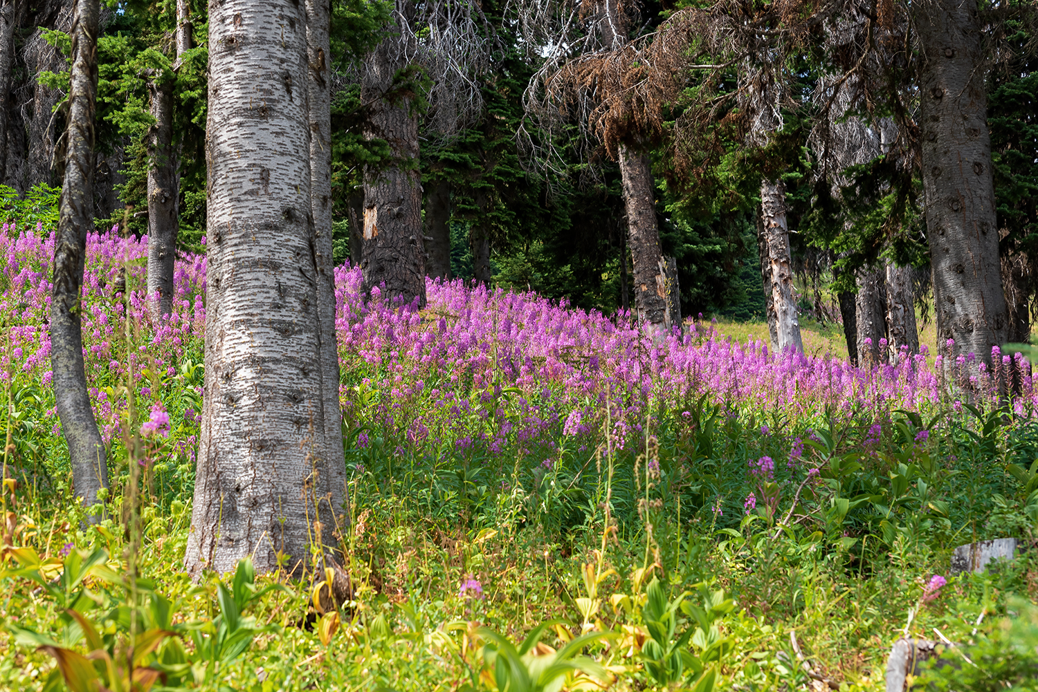 Kamloops Flora with tall pink flowers and birch trees