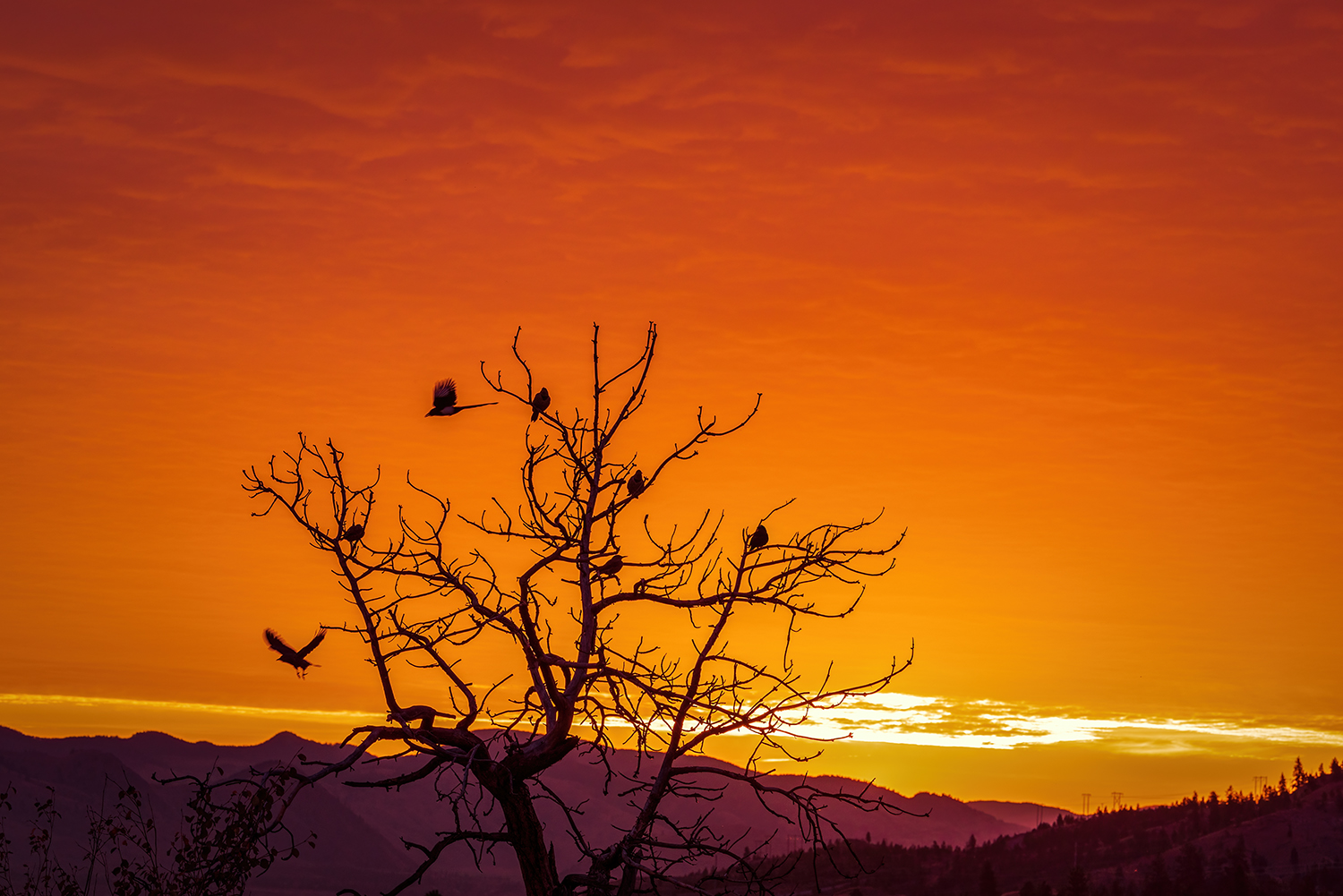 Kamloops Landscape orange and yellow bright sky with silhouette of tree and birds