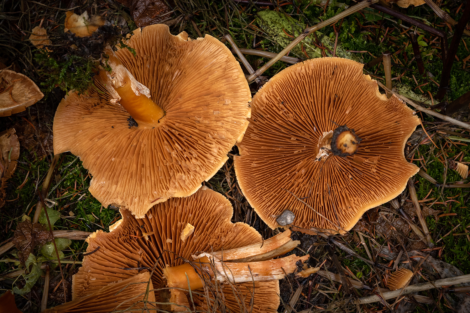 Kamloops Abstract mushrooms