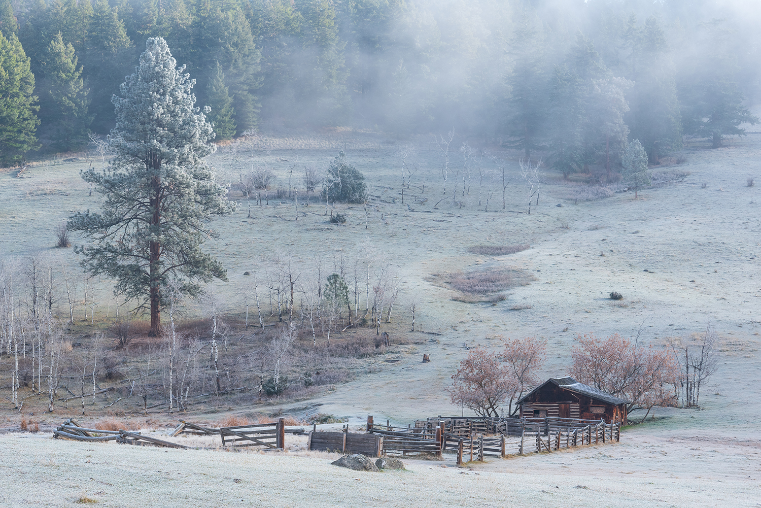 Kamloops Landscape ranch with snow with trees and fog