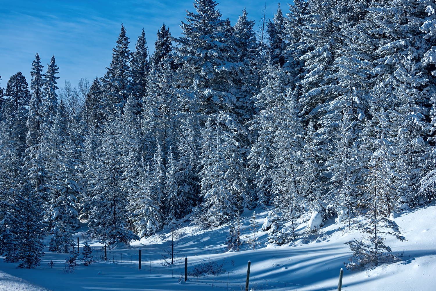 Kamloops Landscape snow-covered trees and forest with wooden fence