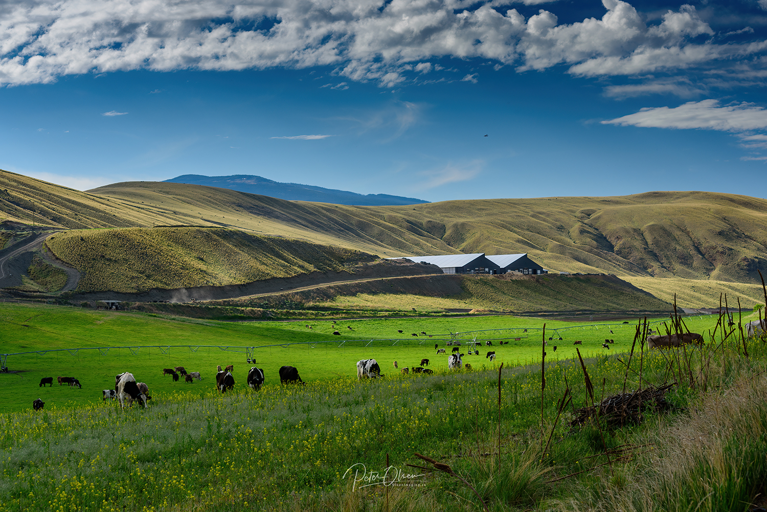 Kamloops Abstract enhanced photo of sky with clouds and cows grazing