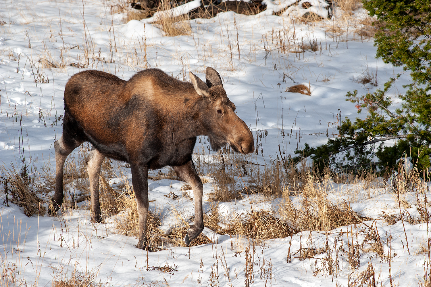 Kamloops Fauna moose walking in the snow
