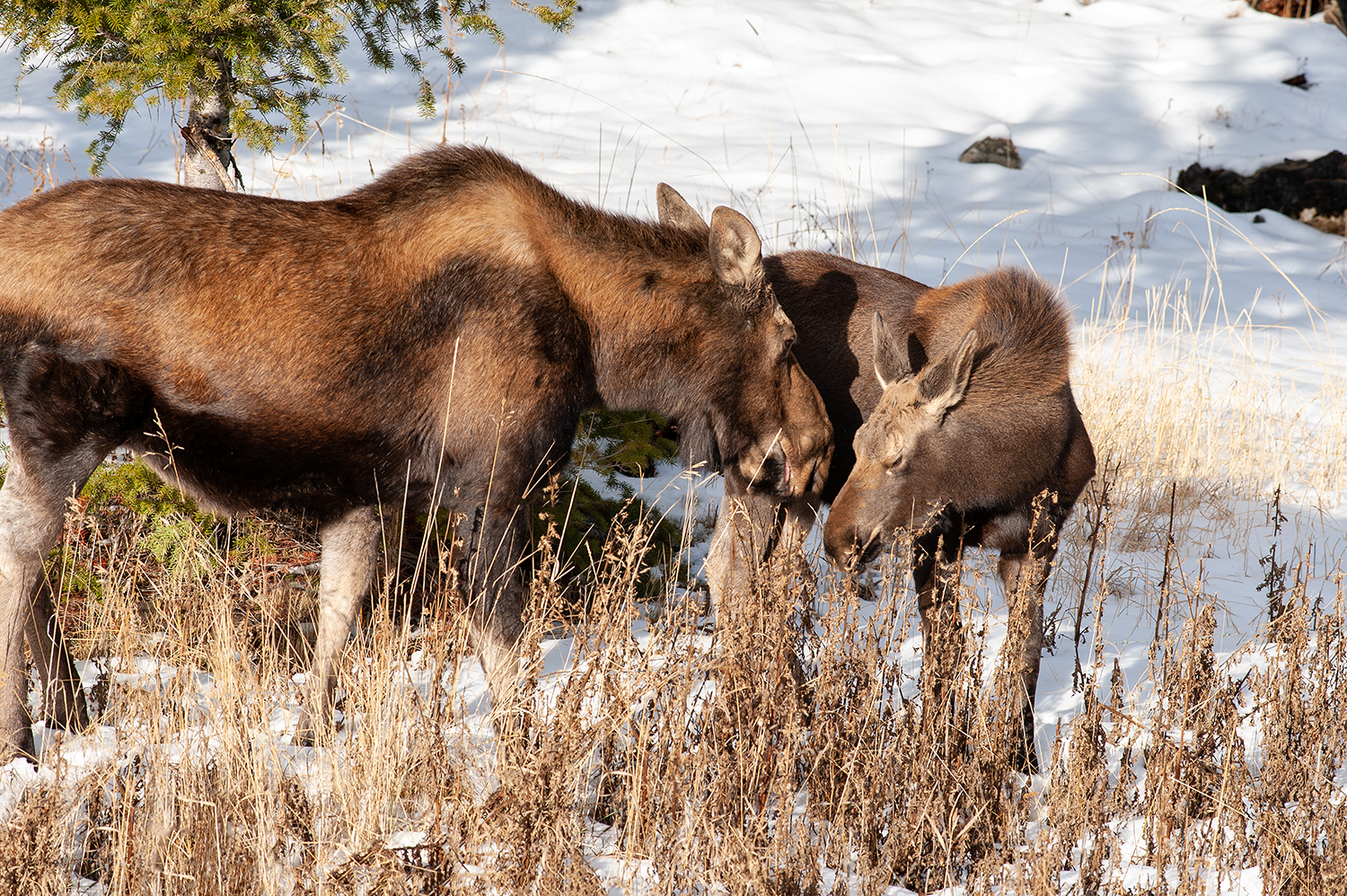 Kamloops Fauna closeup of moose in the snow