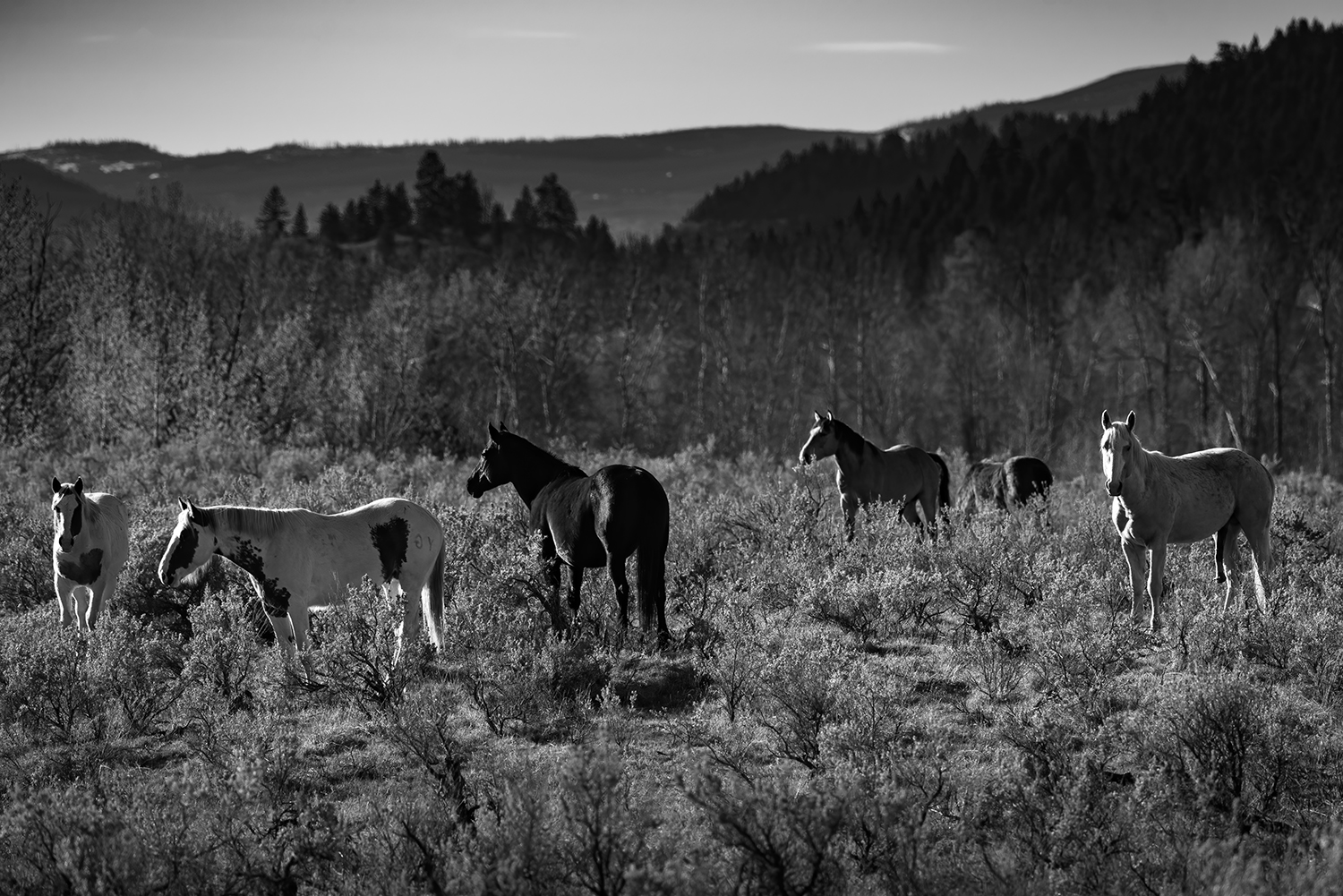 Kamloops grayscale view of mountains with horses and tall grass