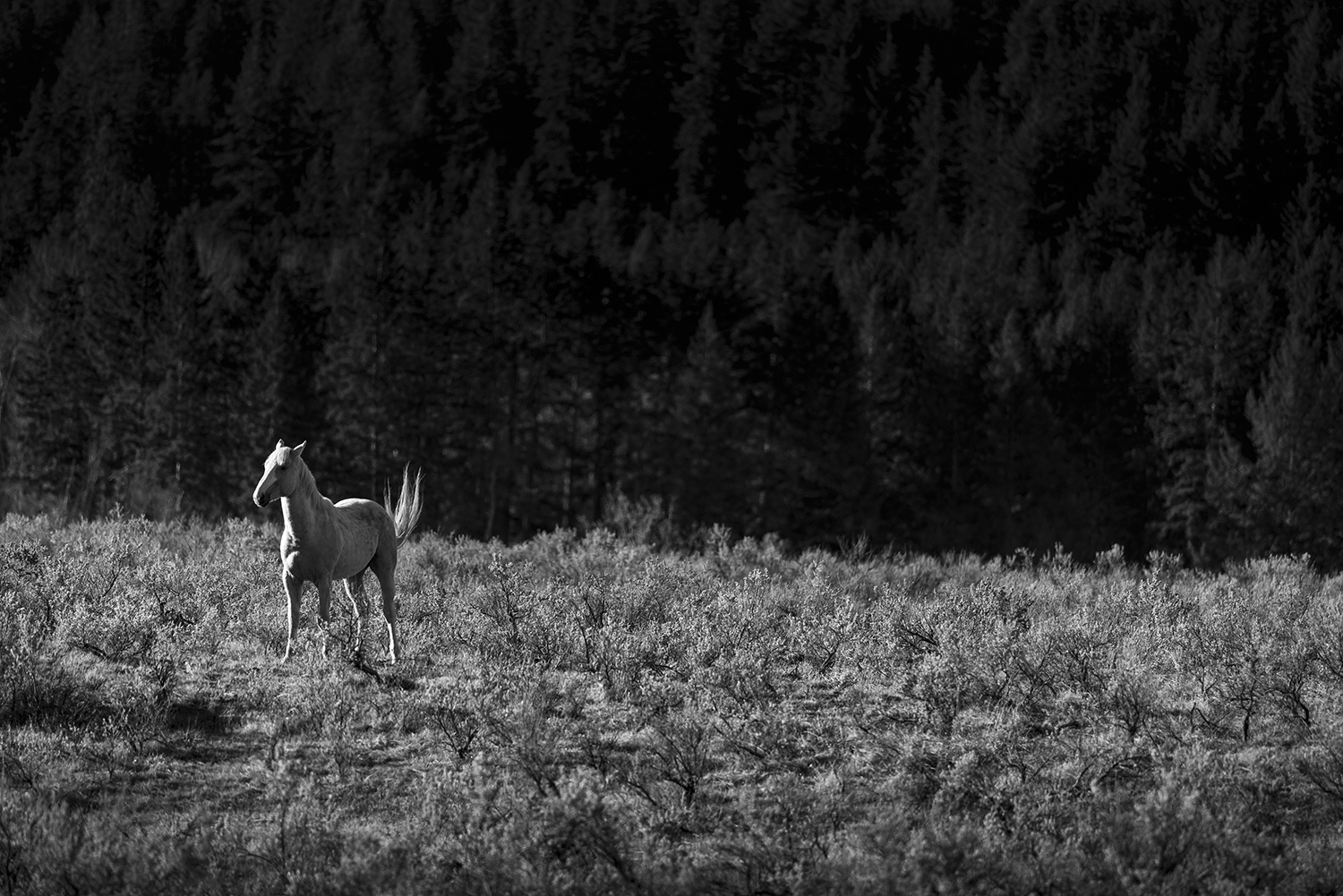 Kamloops grayscale photo of a horse galloping with tall grass
