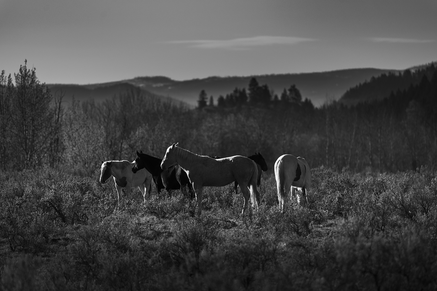 Kamloops grayscale photo of horses and tall grass