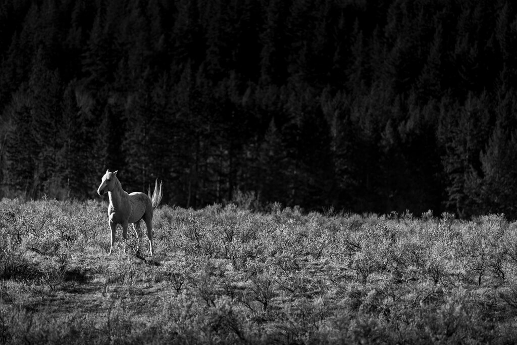 Black and white pictures of horses grazing in a field