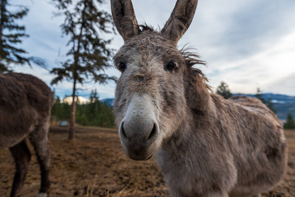 Close up picture of a donkey looking at camera