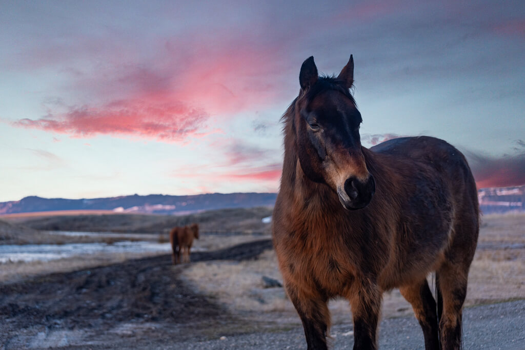 Fauna Horse Photography at Lake