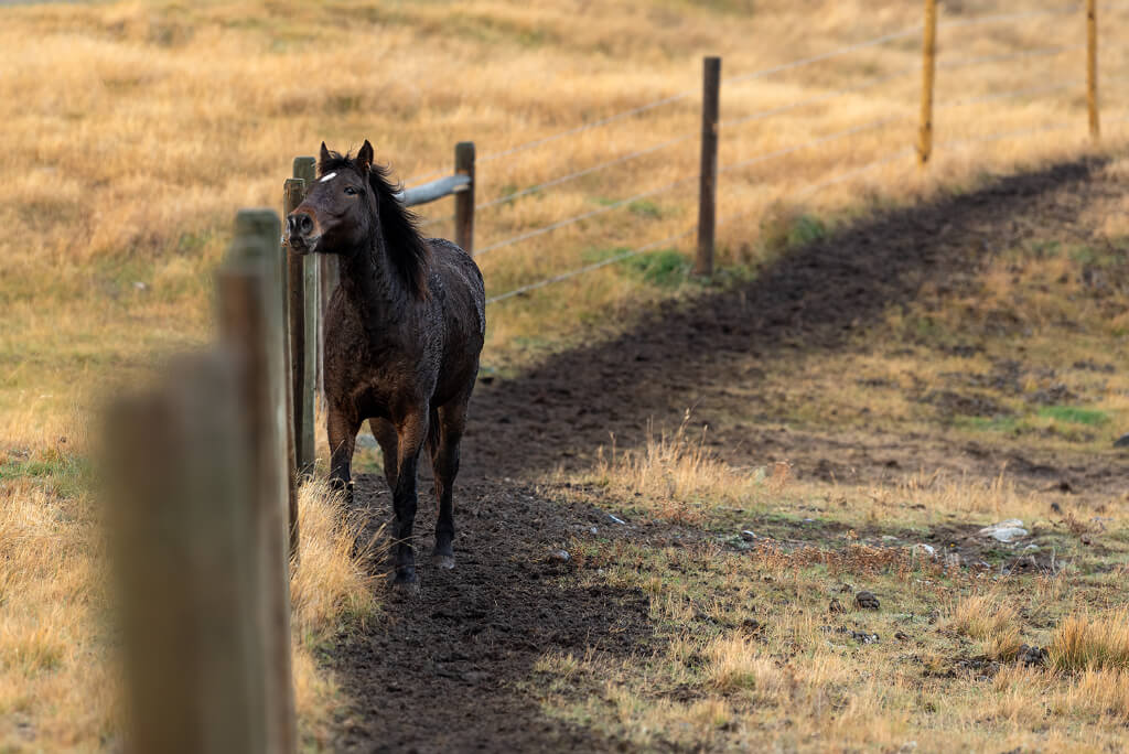 Black horse running in the field near fences