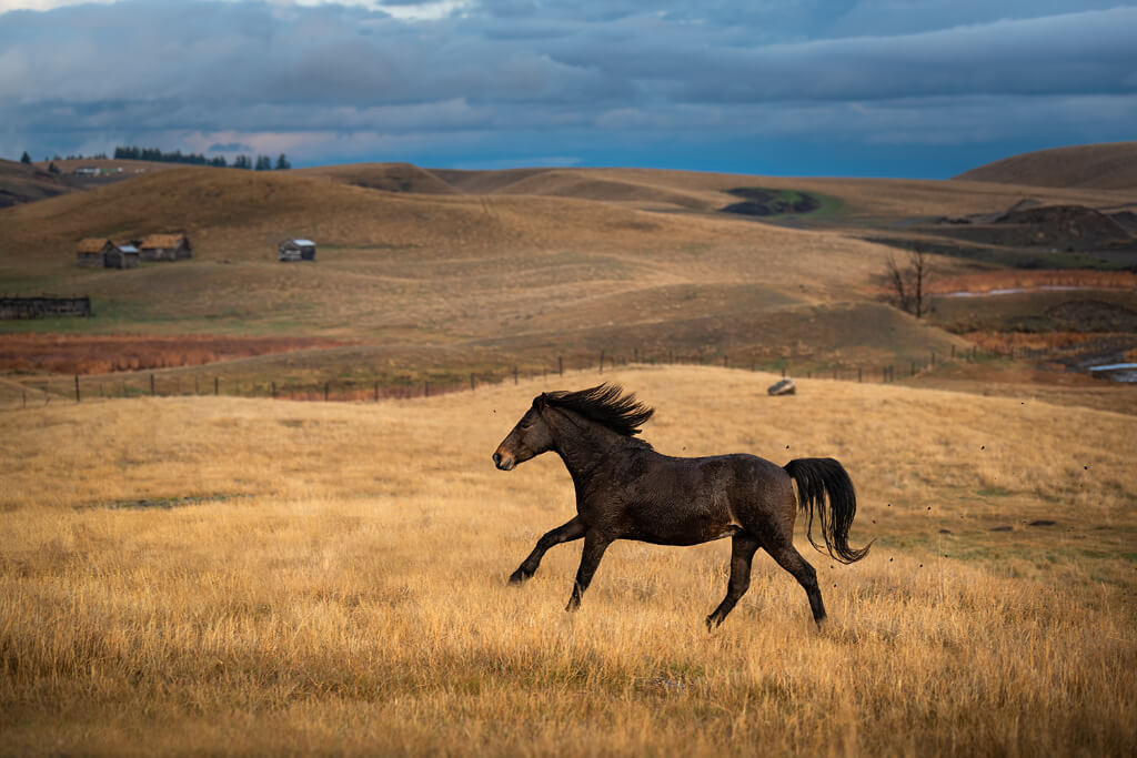 Black color horse running in the field